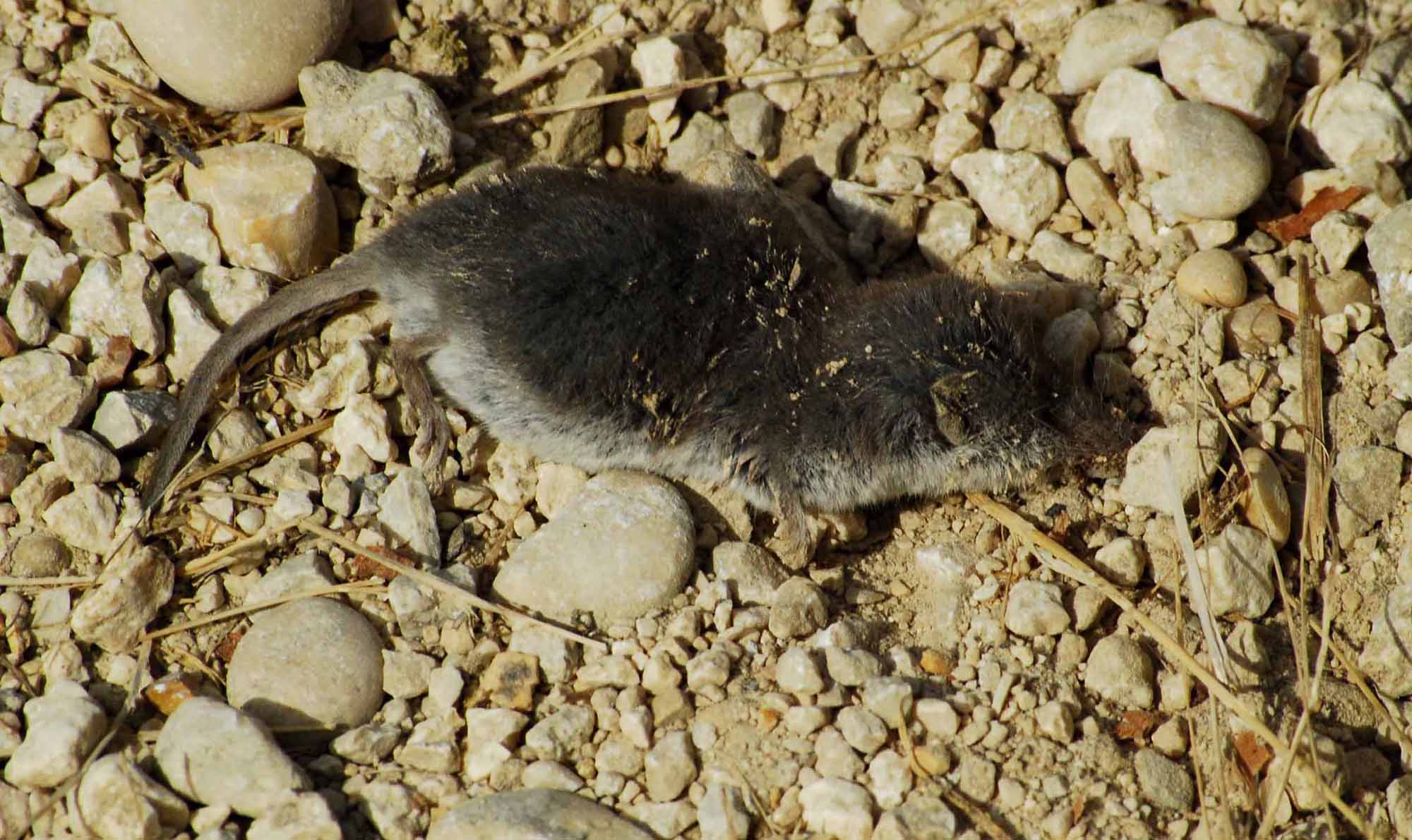 Crocidura cfr. leucodon